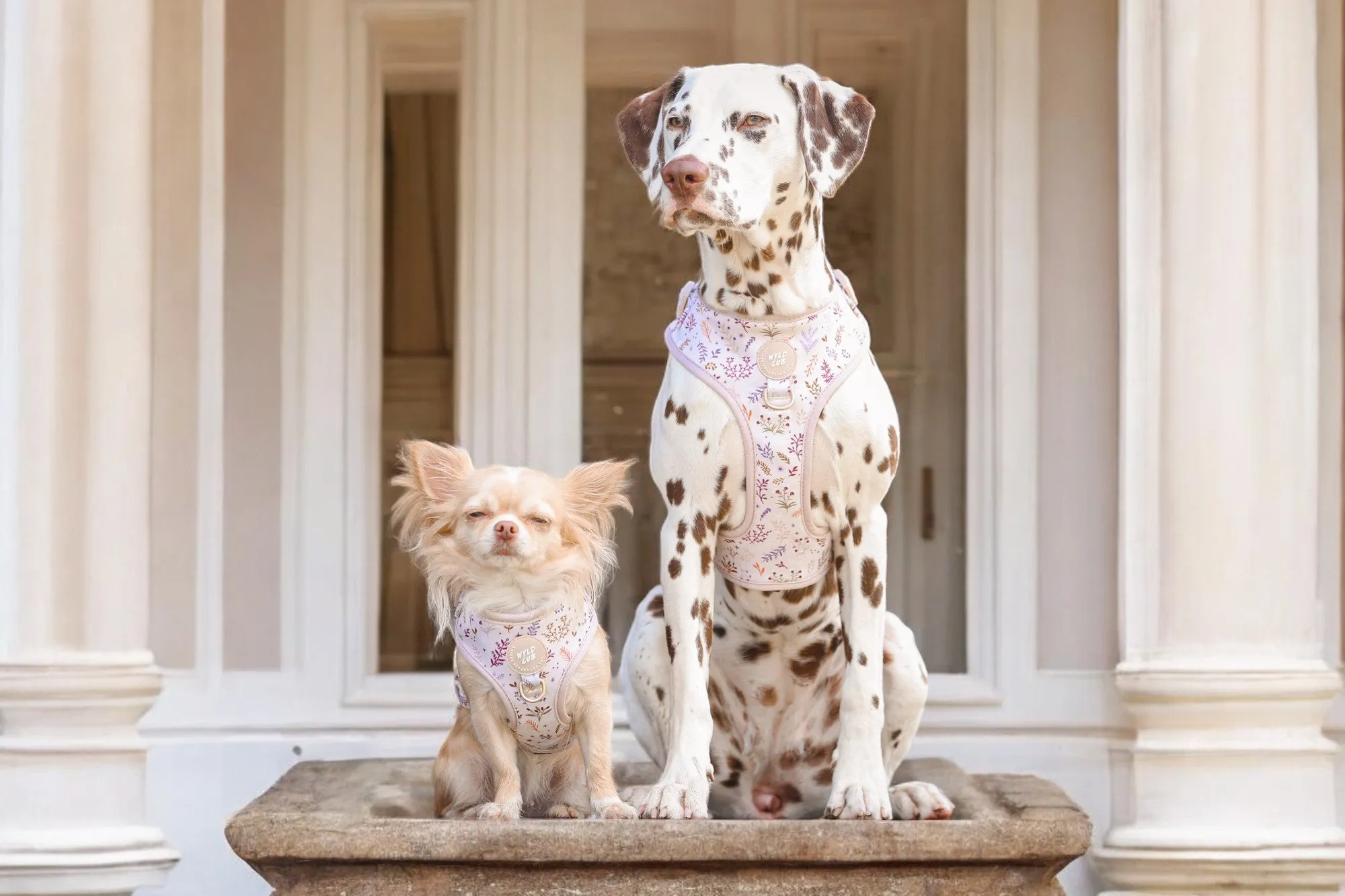 Adjustable Dog Harness: Chiswick Oyster